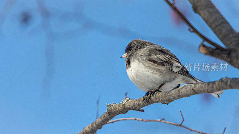 Junco板岩，(Junco hyemalis)，黑眼睛的Junco。